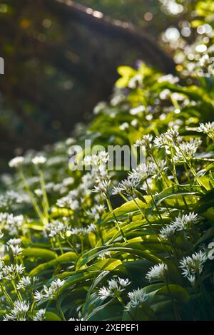 Ramsons/Wilder Knoblauch (Ramsons arsinum) in Blüte bei Nachmittagssonne zu Beginn des Frühlings. Stockfoto