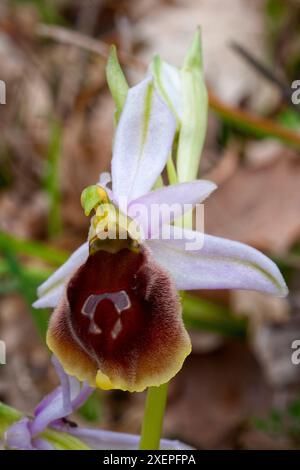 Ophrys crabronifera, Orchidaceae. Knollige krautige, wilde Pflanze. Seltene Orchidee. Toskana, Italien. Stockfoto