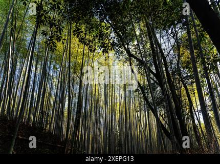 Bambustunnel, im Arashiyama Bamboo Grove, einer der berühmtesten Sehenswürdigkeiten von Kyoto, nordwestlich von Kyoto, Kansai, Japan. Stockfoto