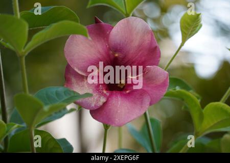 Purple Allamanda (Allamanda blanchetii) Gartenpflanzen Stockfoto