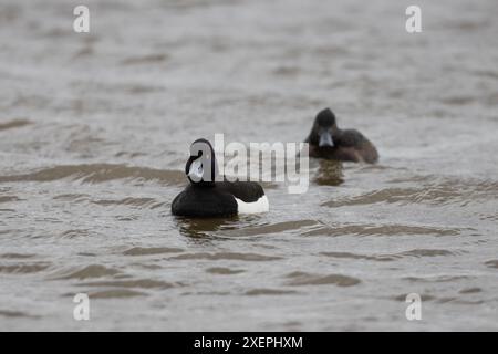 Zwei getuftete Enten schwimmen auf einem See, County Durham, England, Großbritannien. Stockfoto