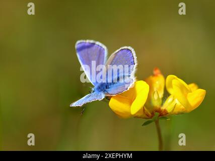 Gemeiner blauer Schmetterling, der auf einer Vogelfuß-Trefoil-Blume ruht, County Durham, England, Vereinigtes Königreich. Stockfoto