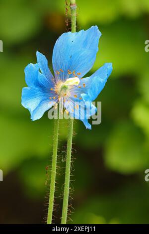 Nahaufnahme eines Himalaya-Mohns, der in einem Garten wächst. Stockfoto