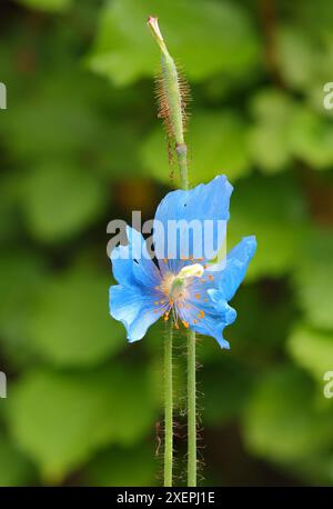 Nahaufnahme eines Himalaya-Mohns, der in einem Garten wächst. Stockfoto