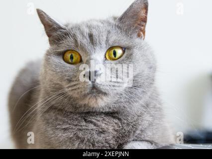 Eine graue Katze mit gelben Augen liegt auf einer schwarzen Oberfläche. Die Augen der Katze sind weit offen und sie blickt in die Kamera. Das Konzept der Neugier und Aaler Stockfoto