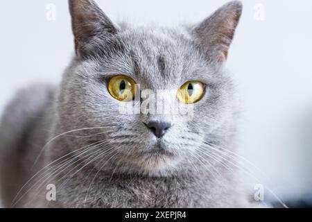 Eine graue Katze mit gelben Augen liegt auf einer schwarzen Oberfläche. Die Augen der Katze sind weit offen und sie blickt in die Kamera. Das Konzept der Neugier und Aaler Stockfoto