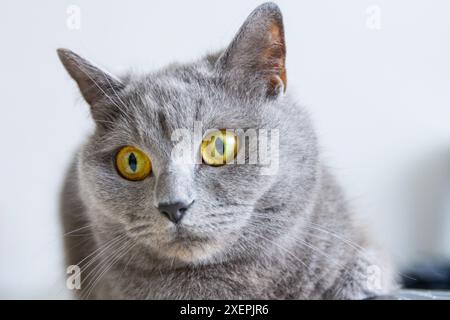 Eine graue Katze mit gelben Augen liegt auf einer schwarzen Oberfläche. Die Augen der Katze sind weit offen und sie blickt in die Kamera. Das Konzept der Neugier und Aaler Stockfoto