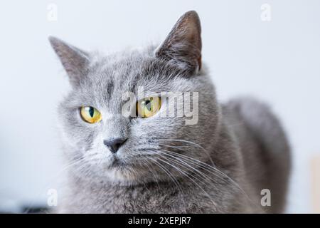 Eine graue Katze mit gelben Augen liegt auf einer schwarzen Oberfläche. Die Augen der Katze sind weit offen und sie blickt in die Kamera. Das Konzept der Neugier und Aaler Stockfoto