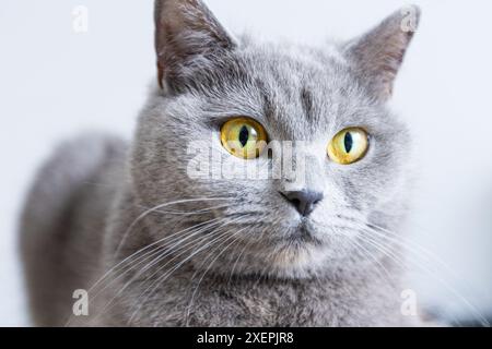 Eine graue Katze mit gelben Augen liegt auf einer schwarzen Oberfläche. Die Augen der Katze sind weit offen und sie blickt in die Kamera. Das Konzept der Neugier und Aaler Stockfoto