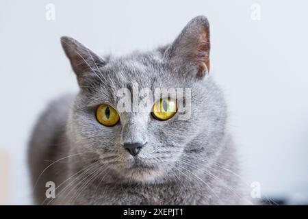 Eine graue Katze mit gelben Augen liegt auf einer schwarzen Oberfläche. Die Augen der Katze sind weit offen und sie blickt in die Kamera. Das Konzept der Neugier und Aaler Stockfoto