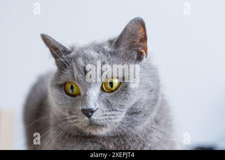 Eine graue Katze mit gelben Augen liegt auf einer schwarzen Oberfläche. Die Augen der Katze sind weit offen und sie blickt in die Kamera. Das Konzept der Neugier und Aaler Stockfoto