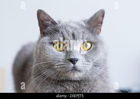 Eine graue Katze mit gelben Augen liegt auf einer schwarzen Oberfläche. Die Augen der Katze sind weit offen und sie blickt in die Kamera. Das Konzept der Neugier und Aaler Stockfoto