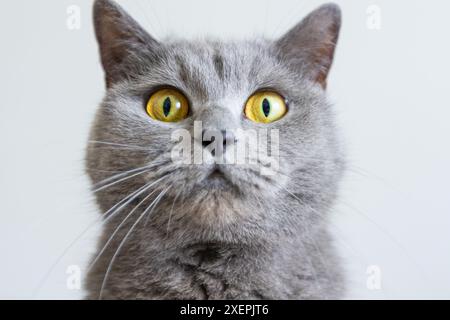 Eine graue Katze mit gelben Augen liegt auf einer schwarzen Oberfläche. Die Augen der Katze sind weit offen und sie blickt in die Kamera. Das Konzept der Neugier und Aaler Stockfoto