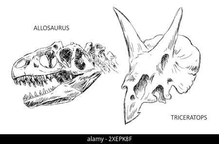 Skelettschädel der Dinosaurier Allosaurus und Triceratops Stock Vektor