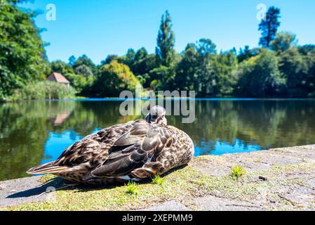 Eine Nahaufnahme einer pazifischen Schwarzen Ente (Anas superciliosa) rollte sich neben dem Turtle Lake in der Nähe der Hamilton Gardens auf Neuseelands Nordinsel Stockfoto