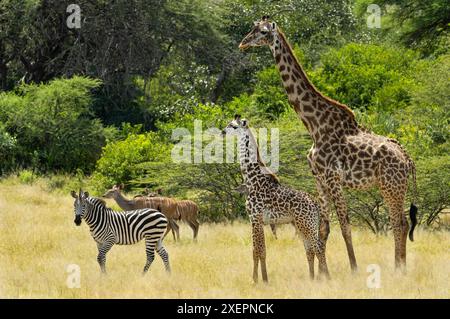 Eine weibliche Masai Giraffe steht in der Nähe ihres jungen Kalbes und ist immer auf mögliche Bedrohungen aufmerksam. Andere Pflanzenfresser, wie Zebra und Kudu, assoziieren oft Stockfoto