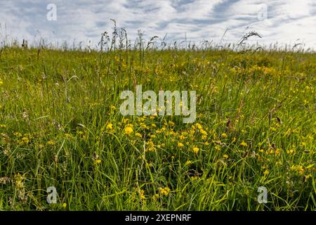 Eine Wildblumenwiese am Ditchling Beacon an einem sonnigen Sommerabend Stockfoto