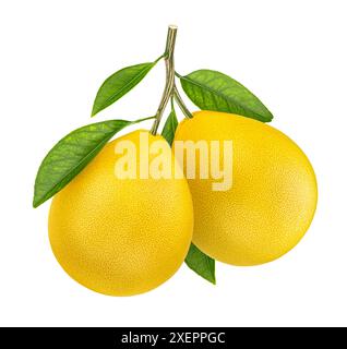 Zwei Pomelo-Früchte auf Zweig mit Blättern isoliert auf weißem Hintergrund, volle Tiefe des Feldes Stockfoto