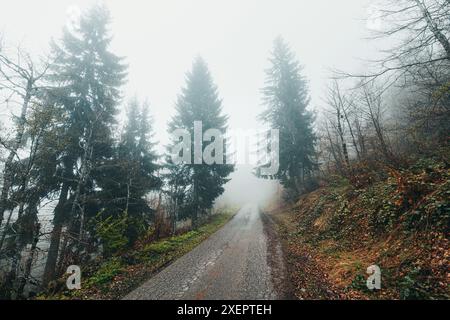 In den nebeligen Wäldern führt eine Herbststraße die Reisenden auf eine ruhige Reise durch den dunklen Wald und bietet einen friedlichen Blick auf die saisonale Landschaft Stockfoto