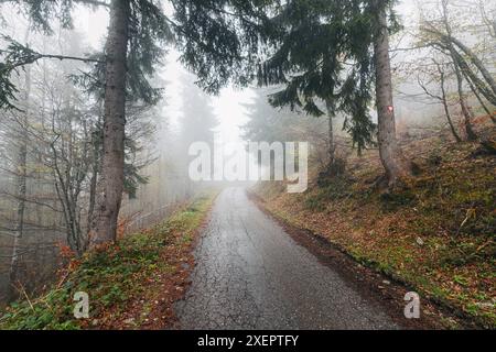 In den nebeligen Wäldern führt eine Herbststraße die Reisenden auf eine ruhige Reise durch den dunklen Wald und bietet einen friedlichen Blick auf die saisonale Landschaft Stockfoto