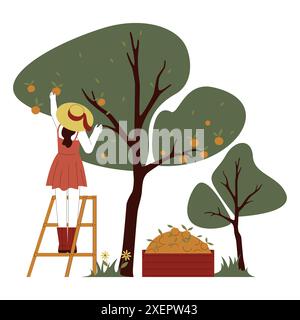 Frau oder Mädchen, die reife Früchte vom Orangenbaum pflücken. Auf einer Leiter stehende Farmerin sammelt Ernte im ländlichen Garten. Orangengarten. Illustration des flachen Vektors Stock Vektor