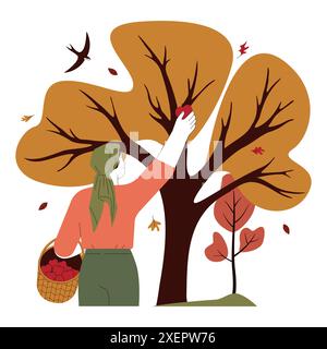 Frau pflückt reife Früchte vom Apfelbaum. Landwirtin sammelt Ernte im ländlichen Garten. Obstgarten im Herbst. Illustration des flachen Vektors Stock Vektor