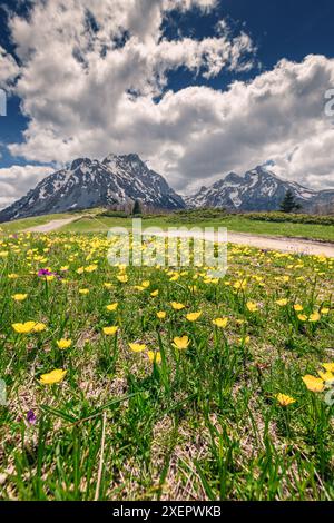 In den ruhigen Wiesen unter Montenegros hohen Gipfeln blühen leuchtende Blumen und schaffen eine malerische Alpenlandschaft. Stockfoto