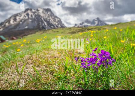 Die ruhige ländliche Landschaft der Komovi-Berge in Montenegro mit schneebedeckten Gipfeln im Kontrast zu üppig grünen Wiesen und leuchtenden Frühlingsblumen Stockfoto