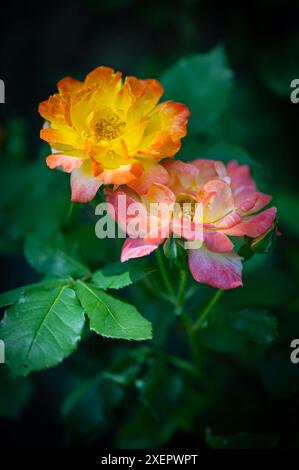 Miniatur-Rosenstrauch mit gelben und rosa Blüten, auf dunklem Hintergrund Stockfoto