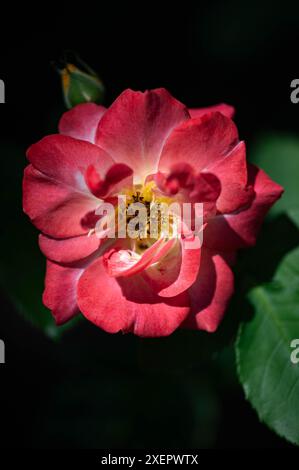 Rote Miniatur-rote Rose im Sonnenlicht Stockfoto
