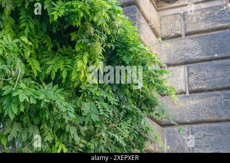 Detaillierte Aufnahme einer Glyzinien auf einer Sandsteinwand Stockfoto