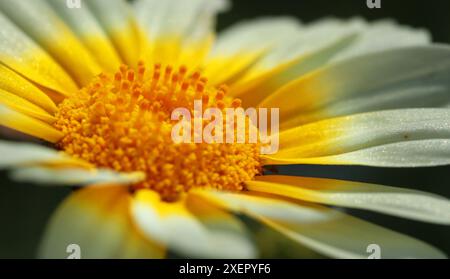 Crown Daisy (Glebionis coronaria) mit sehr blassgelben Blütenblättern, die an der Basis hellgelb werden, mit einem noch helleren gelben Zentrum. Nahaufnahme Stockfoto