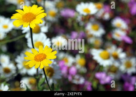 Nahaufnahme von zwei MaisRingelblumen auf aufrechten Stämmen, die bei Sonnenschein im Juni zusammen stehen, vor einem Hintergrund von Ochsenaugen-Gänseblümchen und rosa Kornkronen. Stockfoto