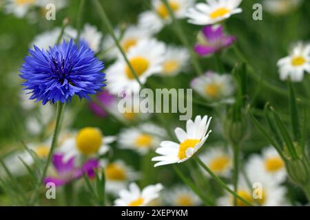 Makrobild einer blauen Kornblume (Centaurea Cyanus), einer beliebten wilden Blume, fotografiert vor einem Hintergrund von Ochsenaugen-Gänseblümchen und rosa Kornhaken Stockfoto