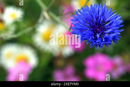 Makrobild einer blauen Kornblume (Centaurea Cyanus), einer beliebten wilden Blume, fotografiert vor einem Hintergrund von Ochsenaugen-Gänseblümchen und rosa Kornhaken Stockfoto