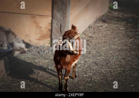 Bild einer jungen Ziege, einer Babyziege aus der Viehzucht in einem ländlichen landwirtschaftlichen Feld Serbiens. Eine junge Ziege, die auf einem serbischen Bauernhof steht. Das Bild Stockfoto