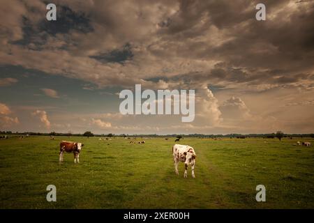 Bild einer holsteinischen Kühe, die in Zasavica in Serbien stehen. Der Holstein Friesian ist eine internationale Rasse oder Gruppe von Milchrinderrassen. IT ori Stockfoto