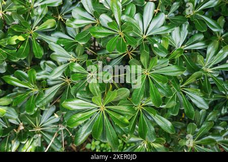 Ein üppiger grüner Busch mit glänzenden und nassen Blättern Stockfoto