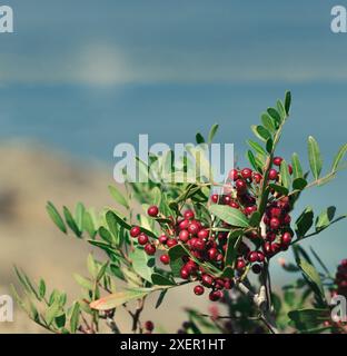 Eine Gruppe roter Beeren auf einem Busch mit blauem Himmel im Hintergrund. Die Beeren sind klein und gruppiert Stockfoto