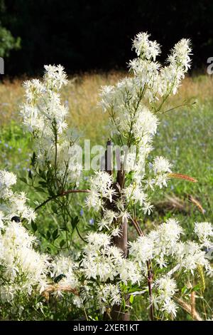 Jasmin, eine Gattung von Sträuchern und Reben aus der Olivenfamilie der Oleaceae Stockfoto