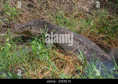 Asiatischer Wassermonitor, Thailand Stockfoto