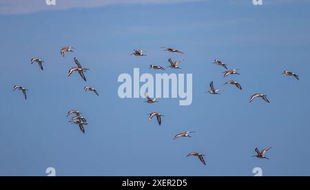 Sandpfeifer fliegen und essen Stockfoto