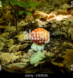 Rothaariger, giftiger und halluzinogener Pilz, Fliegenpilz (Amanita muscari), wunderschön beleuchtet im Wald, aus nächster Nähe Stockfoto