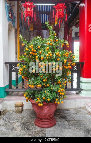 Hoi an, Vietnam - 5. Februar 2024: Ein Mandarinenbaum zum Verkauf auf dem Hoi an Markt als traditionelles Geschenk für Tet, Lunar New Year Stockfoto