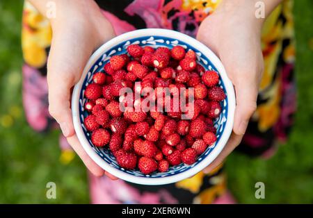 Nahaufnahme von Kinderhänden, die eine Schüssel voller Fragaria vesca halten, die gemeinhin als wilde Erdbeere bezeichnet wird, Walderdbeere. Selektiver Fokus. Stockfoto