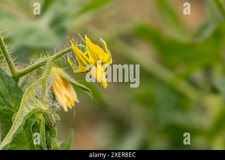 Gelbe Blume blüht auf Tomatenpflanze. Gartenbau, Bio-Produkte und Hausgartenkonzept. Stockfoto