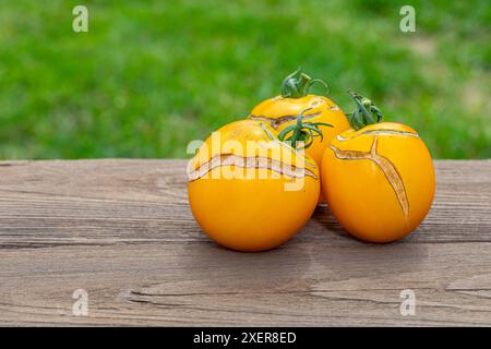 Problem mit Knacken und Spalten der gelben Tomaten. Gartenarbeit, unperfektes Essen und unreine Produkte Stockfoto
