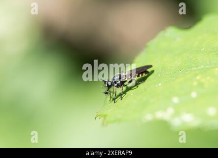 Goldhaarige Robberfly (Choerades marginatus) mit Beute auf Ham Common, Surrey Stockfoto