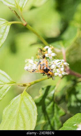 Ein hoverfly auf der Suche, Volucella Inflata auf Ham Common, Surrey Stockfoto