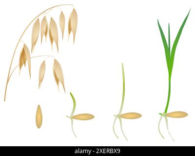 Sequenz von Haferpflanzen, die isoliert auf Weiss wachsen. Stock Vektor